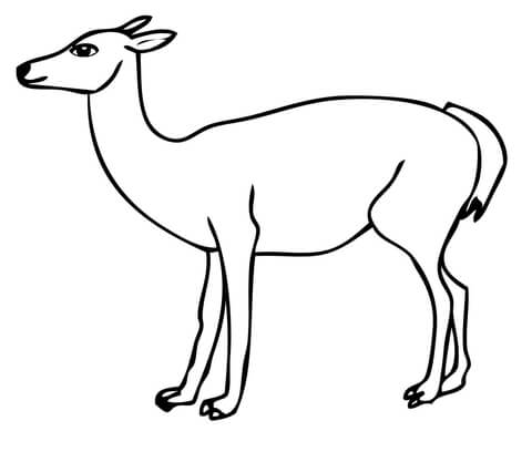 South American Guanaco Coloring Page